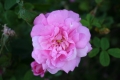 rosa, kazanlik, museo della rosa antica